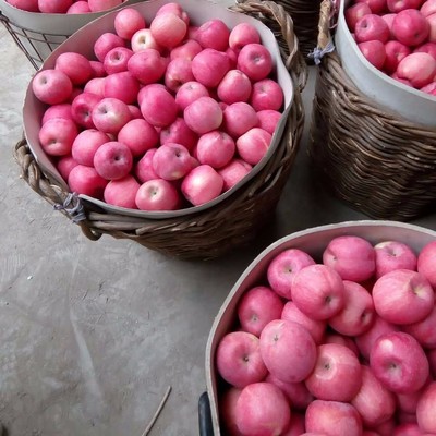 煙臺(tái)紅富士蘋果 80mm標(biāo)準(zhǔn)果，優(yōu)質(zhì)農(nóng)產(chǎn)品批發(fā)優(yōu)選