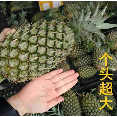 爆甜多汁，金鉆鳳梨大果 來自產(chǎn)地的當(dāng)季新鮮之選